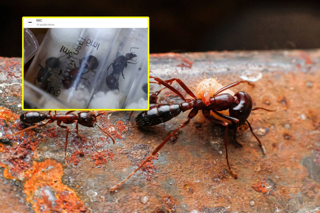 Belgian teens sentenced in Kenya for €609k ant smuggling