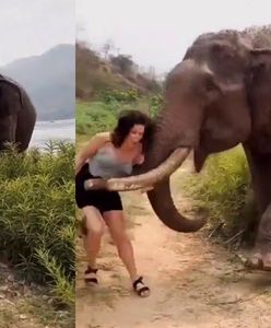 Kusiła go bananem. Słoń zaatakował turystkę w indyjskiej dżungli