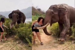 Kusiła go bananem. Słoń zaatakował turystkę w indyjskiej dżungli