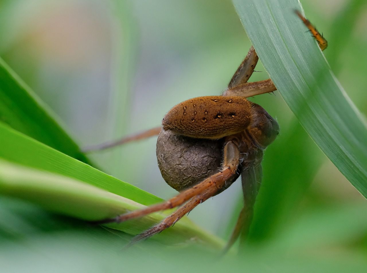 Zamieszkuje tereny bagienne, podmokłe łąki i okolice zbiorników wodnych