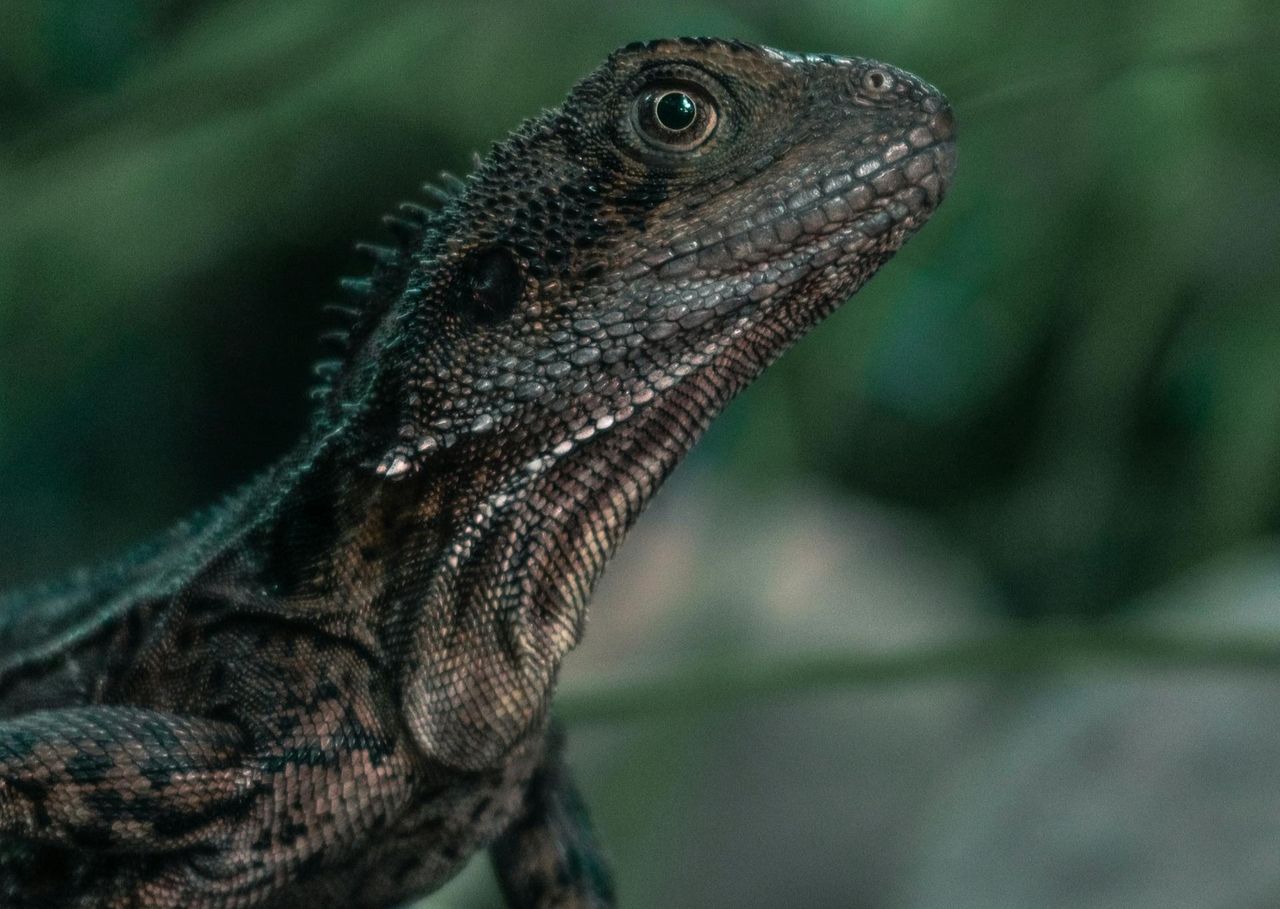 Łączy węża i jaszczurkę. Odkryto nowy gatunek sprzed 167 mln lat