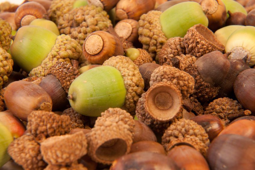 Z żołędzi można przygotować mąkę