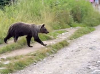 Polski turysta uciekał przed niedźwiedzicą w Tatrach. Ranny trafił do szpitala