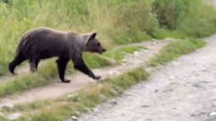 Polski turysta uciekał przed niedźwiedzicą w Tatrach. Ranny trafił do szpitala