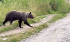 Polski turysta uciekał przed niedźwiedzicą w Tatrach. Ranny trafił do szpitala