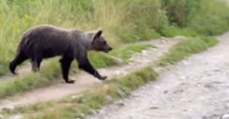 Polski turysta uciekał przed niedźwiedzicą w Tatrach. Ranny trafił do szpitala