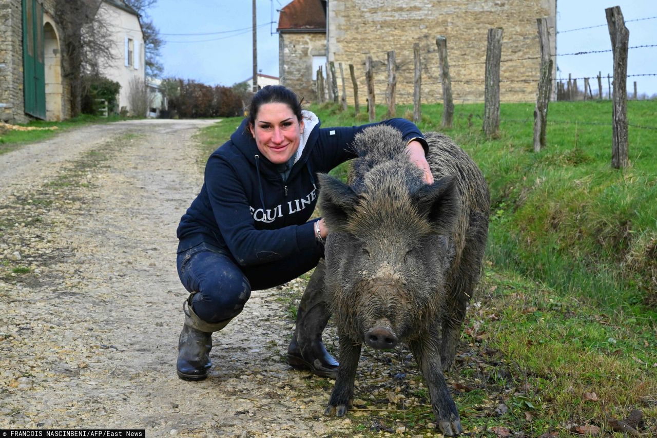 Elodie Cappe managed to resolve the dispute over the sow.