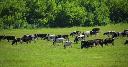 Żywność a emisja gazów cieplarnianych. Zaskakujące wyniki badań