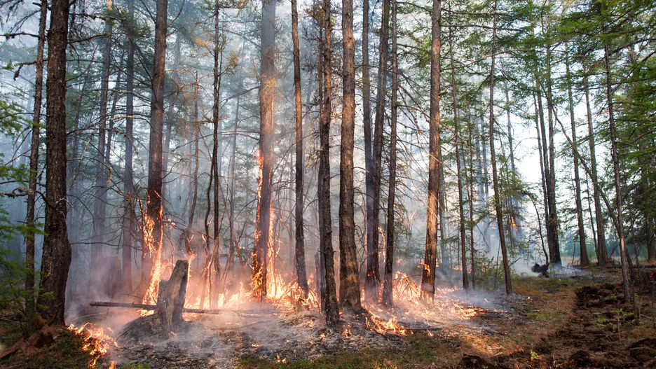 Tegoroczne wielkie pożary na Syberii to efekt podwyższających się średnich temperatur