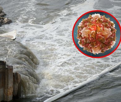 Zmutowany wirus w warszawskich ściekach. Mamy najnowsze informacje