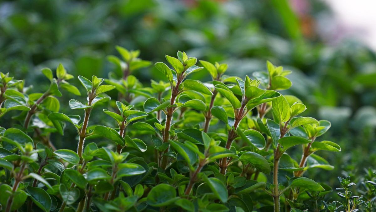 Pracę układu pokarmowego usprawni napar z tymianku