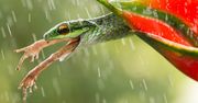 Zdjęcia finalistów Smithsonian Photo Contest zachwycają pięknem i różnorodnością życia