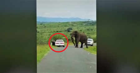 Spanikował na safari. Świadkowie przecierali oczy ze zdumienia