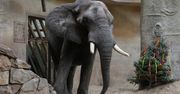 Słoń Leon ze stołecznego zoo świętuje 24. urodziny