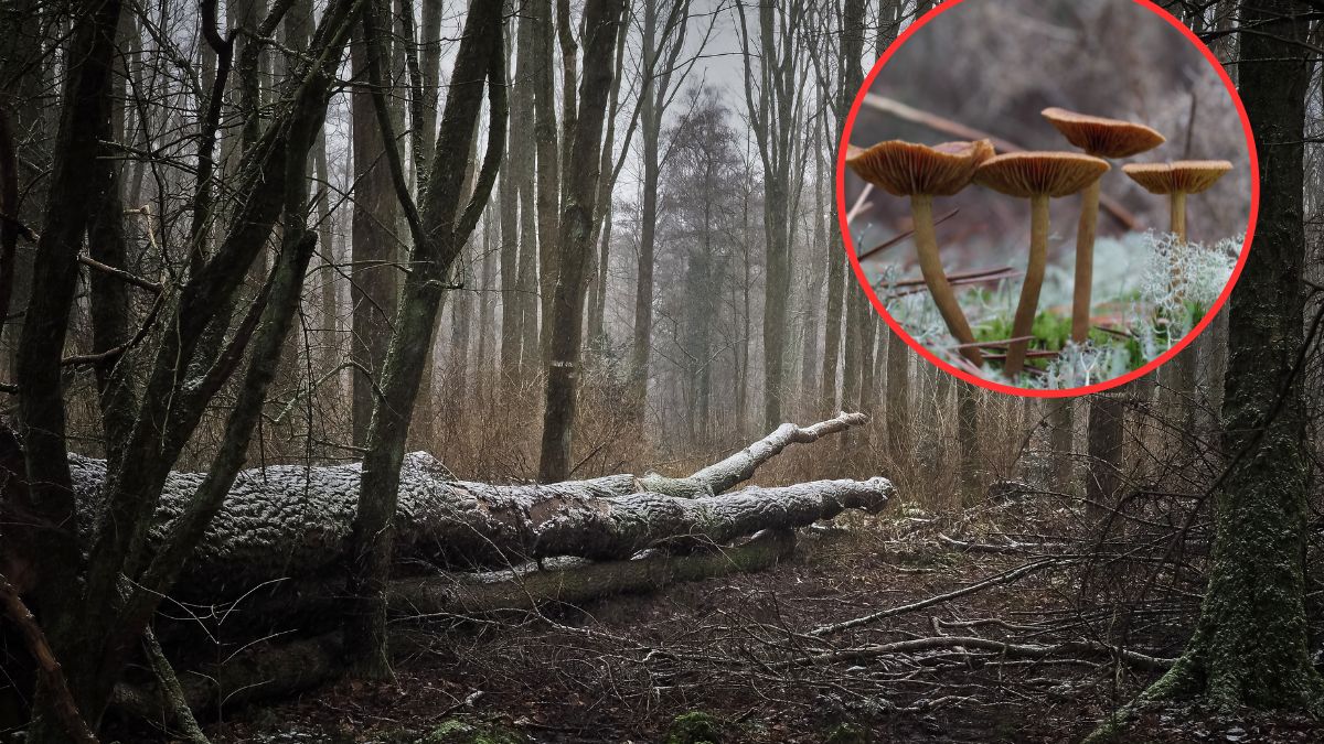 Te grzyby znajdziesz w lesie dopiero późną jesienią