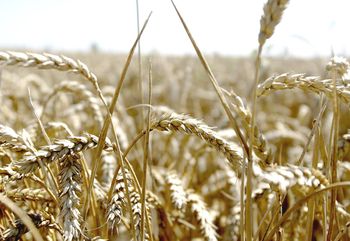 Kredyt dla rolników za 1% już ruszył. Zgarniesz nawet 200 tys. euro
