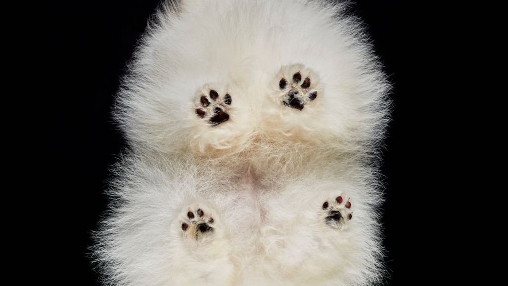 Nowy projekt Andriusa Burby. Tym razem na warsztat weszły psy, które sfotografował z dołu 1