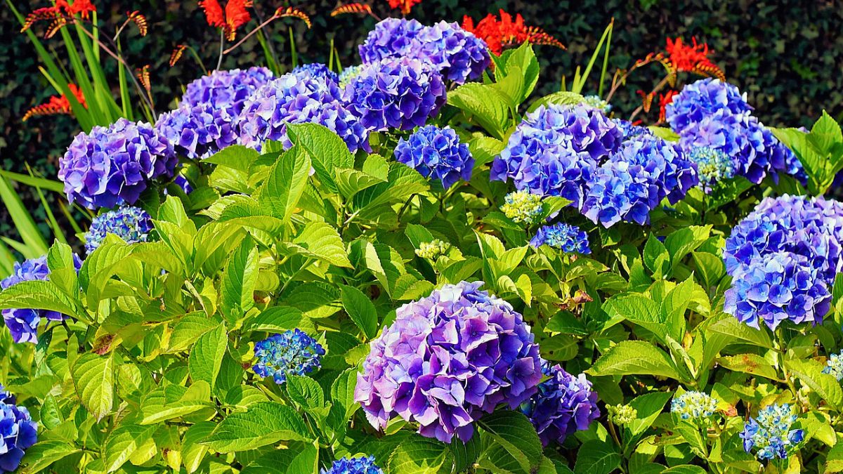 Moja hortensja ogrodowa kwitnie cały sezon 