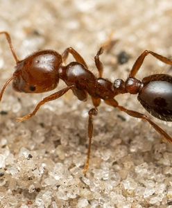 Naukowcy przerażeni. Odkryli coś, czego nie chcieli