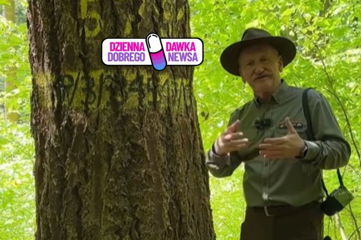 Leśnik stanął przy drzewie. Leśny gigant zachwyca na Podkarpaciu
