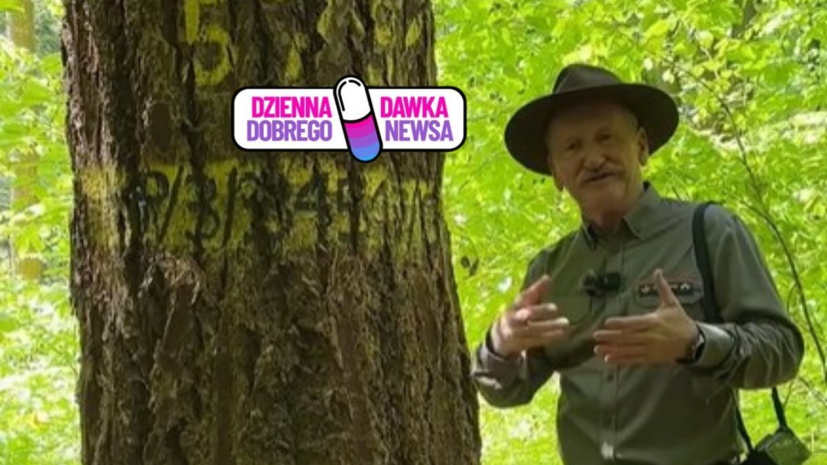 Leśny gigant zachwyca na Podkarpaciu