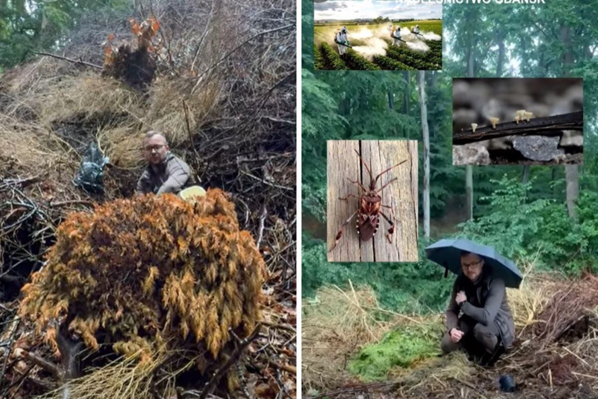 Wywozisz skoszoną trawę do lasu? To nie "natura", a wykroczenie