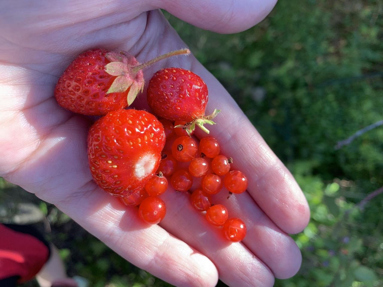 Naszpikowane pestycydami. Mogą uszkodzić wątrobę, tarczycę i mózg