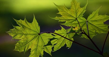 Drzewa dla każdej dzielnicy Lublina. Początek akcji już w ten weekend