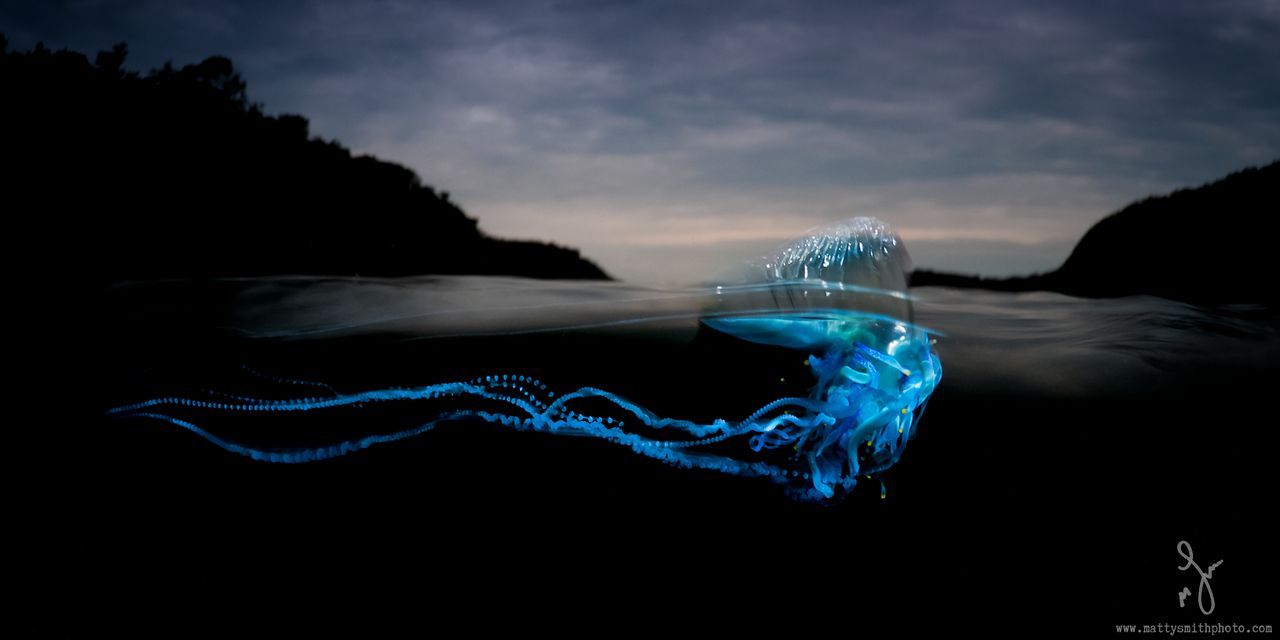 Fotograf dzikiej natury Matthew Smith stworzył ciekawy cykl zdjęć, które są jednocześnie podwodne i na powierzchni. Ponieważ woda załamuje światło i nie przepuszcza go tyle ile powietrze pod jej powierzchnią jest dużo ciemniej, jest mniejszy kontrast i nasycenie. Matthew do doświetlenia podwodnego świata używał lampy błyskowej.