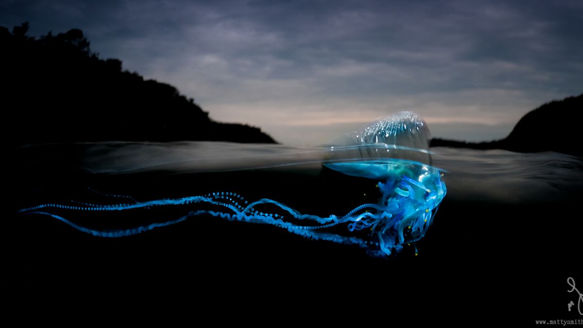 Nad i pod wodą na jednym zdjęciu - niełatwy projekt Matthew Smitha 1