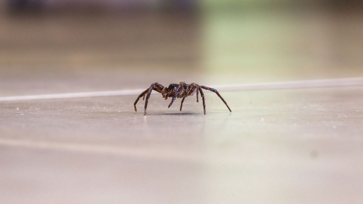 Krzyżaki ogrodowe nie przenoszą chorób 