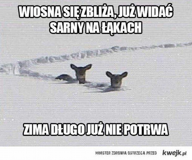 Wiosna nie nadeszła, internauci wyżywają się w memach. Zobaczcie najlepsze z nich 14