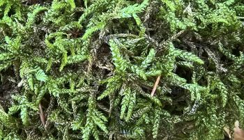 Leśnik aż wyjął telefon. "Rzadki gatunek". Niosą się ujęcia