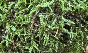 Leśnik aż wyjął telefon. "Rzadki gatunek". Niosą się ujęcia