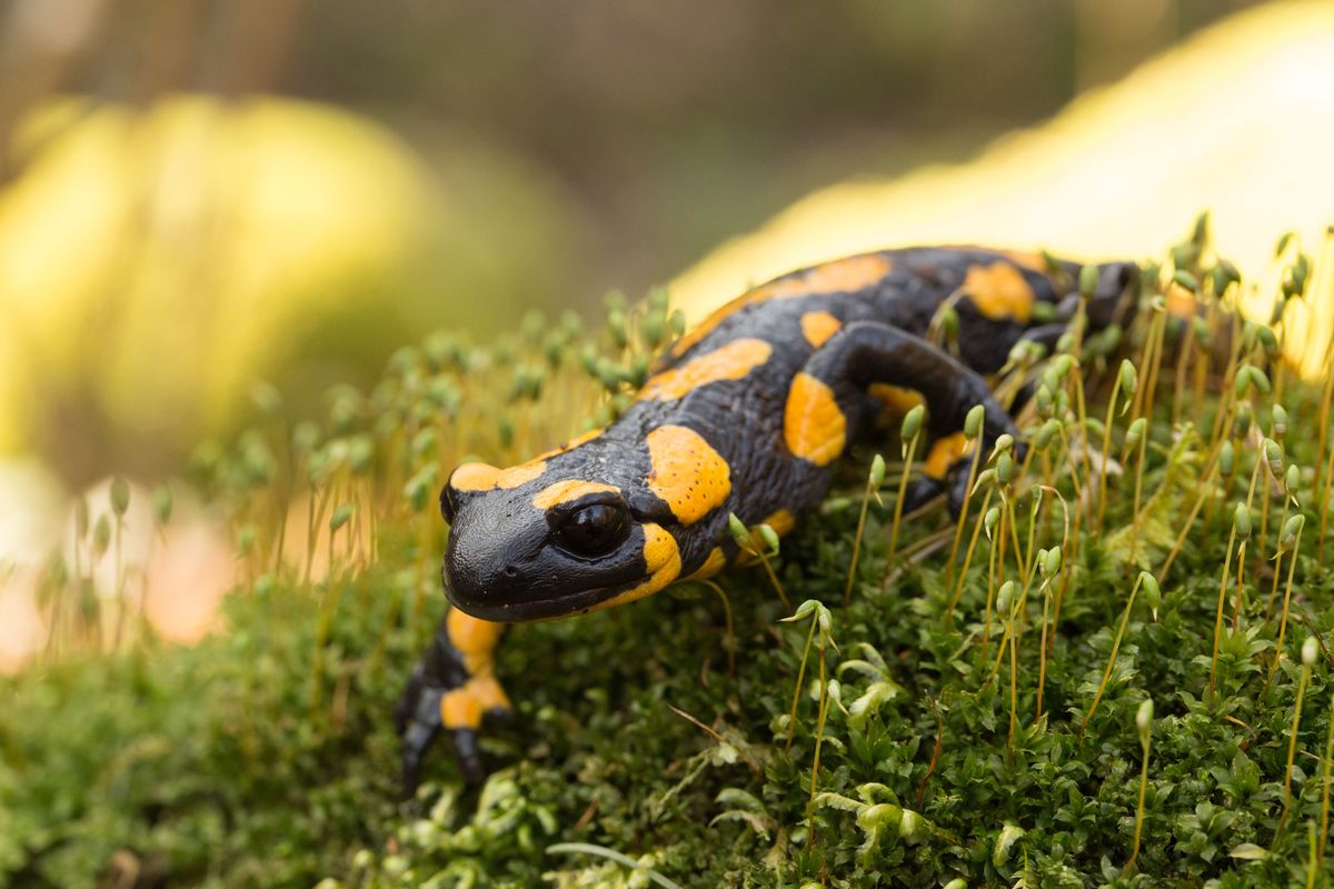 Salamandra plamista 