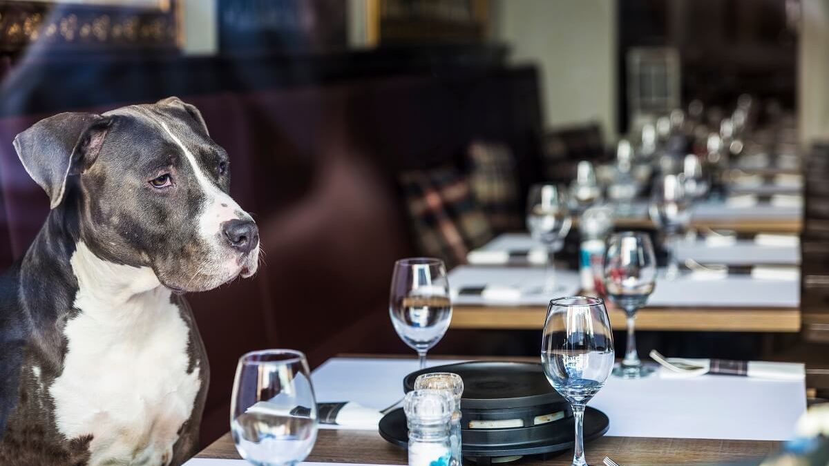 Restauracje przyjazne zwierzętom w Lublinie