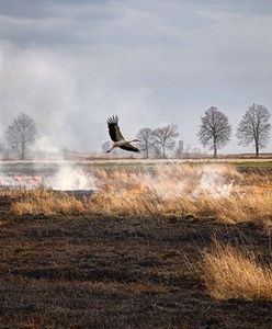 Wypalanie traw skończyło się tragedią. Śmierć 69-latka