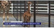 Wyjątkowa żyrafa w zoo w Tennessee. Jedyny taki przypadek na świecie