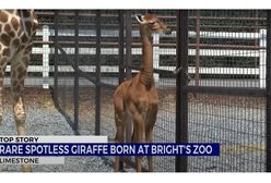 Wyjątkowa żyrafa w zoo w Tennessee. Jedyny taki przypadek na świecie