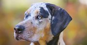 Catahoula Leopard Dog. Niezależny pies o niezwykłym wyglądzie