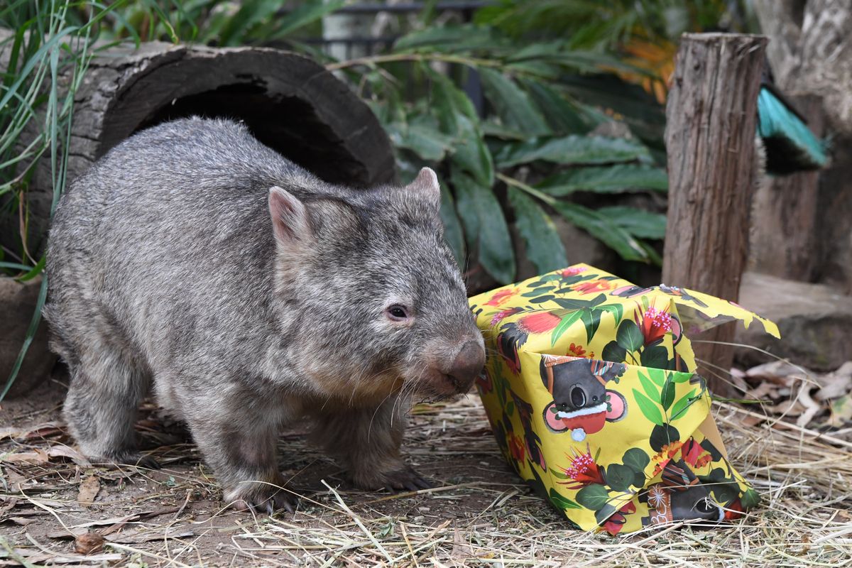 Wyprowadzanie wombatów na spacer to tylko jedna z ofert pracy proponowanych przez władze Tasmanii