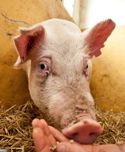 Tąpnięcie na rynku. Ceny tuczników spadają