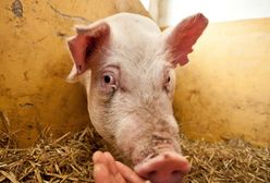 Tąpnięcie na rynku. Ceny tuczników spadają