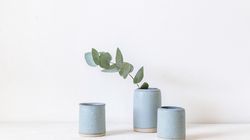 Eukaliptus - gatunki, właściwości lecznicze, zastosowanie, cena, uprawa w domu