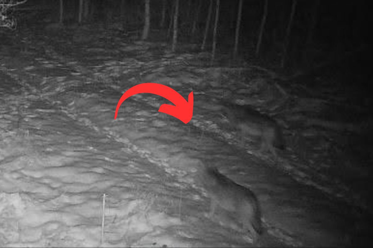 To nie fotomontaż. Pojawiły się w lesie. Leśnicy pokazali dowód