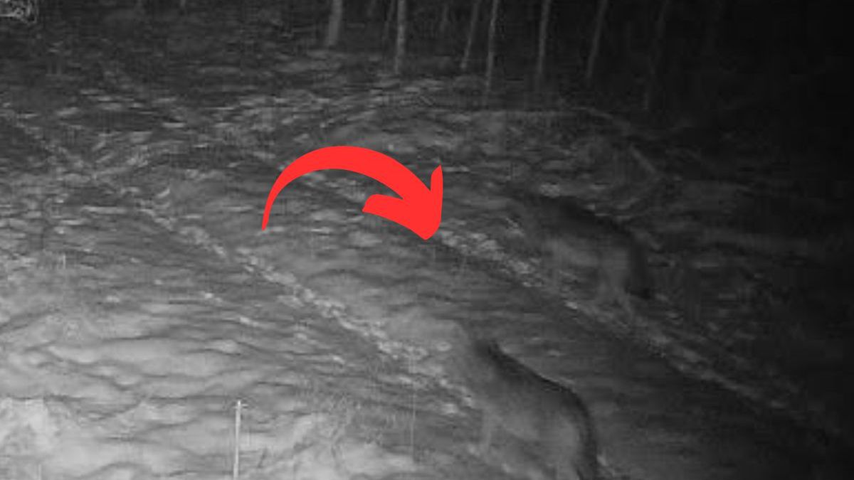 Leśnicy pokazali dowód. Wilki uchwycone na fotopułapce