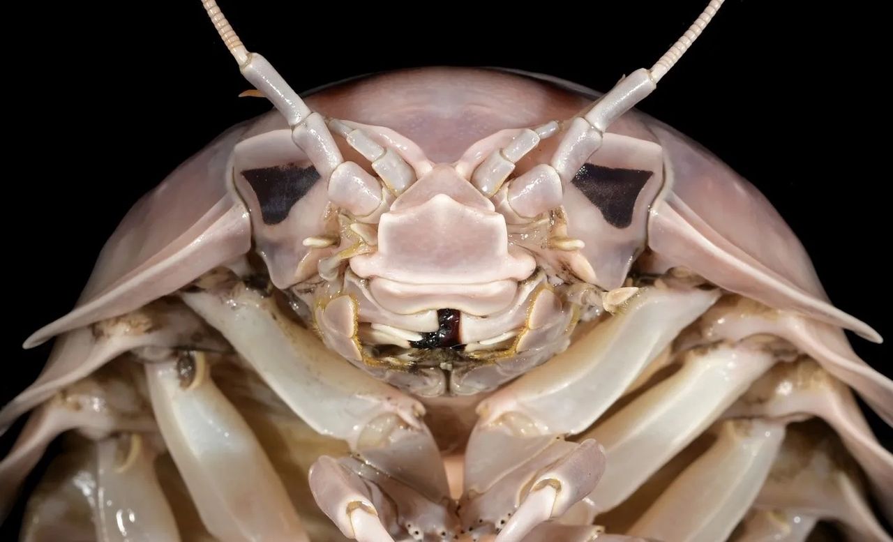 Bathynomus vaderi - from the scientific journal article "ZooKeys"