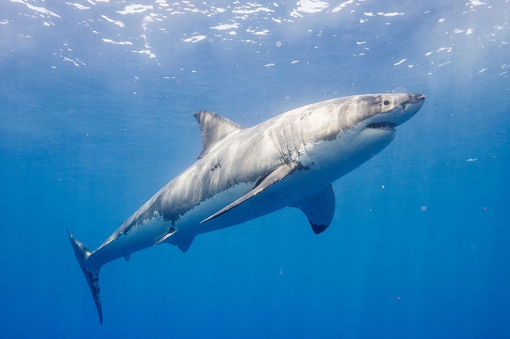 Australia. 3-metrowy rekin biały zaatakował surfera