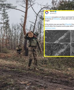 Rabują ukraińskie lasy. Widać to na zdjęciach satelitarnych