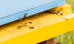 Dąbrowa Górnicza. Bez nich nie będzie nas. Miodowa Dąbrowa ma o tym przypominać